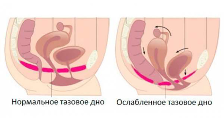 Мышцы тазового дна