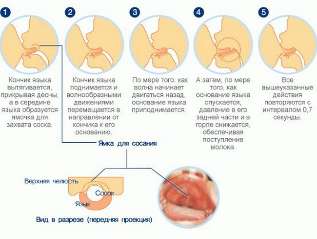 Как правильно кормить грудью