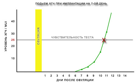 Уровень ХГЧ при беременности